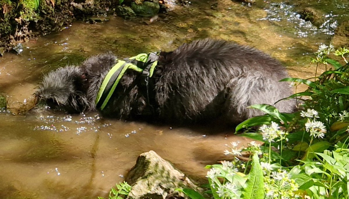 The Hound, cooling off. Almost joined her tbh. 🥵
5.75mi walk in #ForestOfDean #WyeValley 🌳🌲🌿🌞
#DogsOfX #Lurcher #Wolfhound 🐕