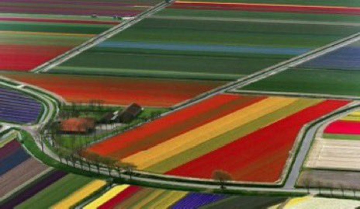 Aerial  #view  of  tulip  fields  in  The  Netherlands