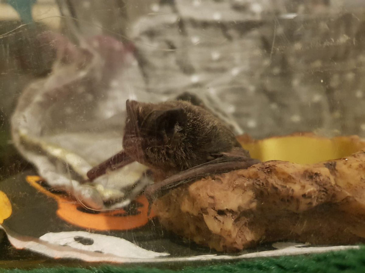 BAT SEASON IS WELL UNDERWAY! Send us your best bat pictures! Here is a little barb one of our carers recently released. 
#bats #conservation #wildlife #hampshire