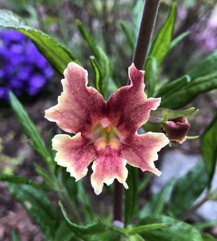 Newly blooming in my garden: ‘changeling’ monkeyflower. #FlowerReport Best wishes on this #MothersDay to those who are mothering to others, whether they are their mother or not. And much love to those missing their mothers today.