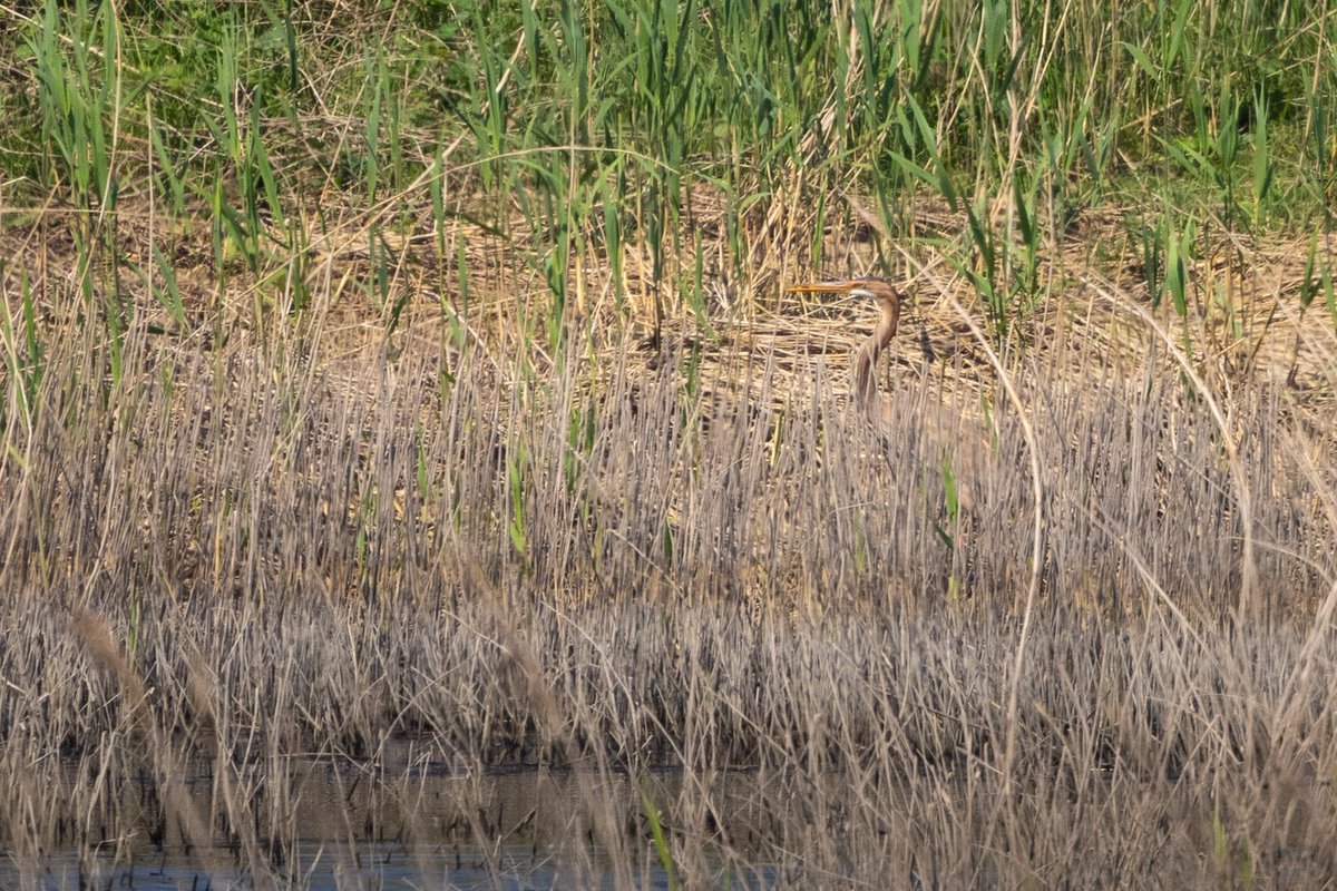 DaveRead18's tweet image. Todays Purple Heron @RSPBLangford was a long-awaited addition to my notts list, although it was difficult viewing and almost impossible to photograph. @NottsBirders