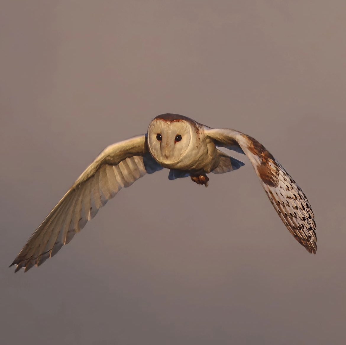 A super image of a barn owl in flight, captured by Instagrammer juliewilkinsonphotography 

linktr.ee/juliewilkinson

#sheclicksnet #femalephotographers #women #photography #femalephotographer #naturephotography #wildlifephotography #birdphotography #owl #barnowl #goldenhour