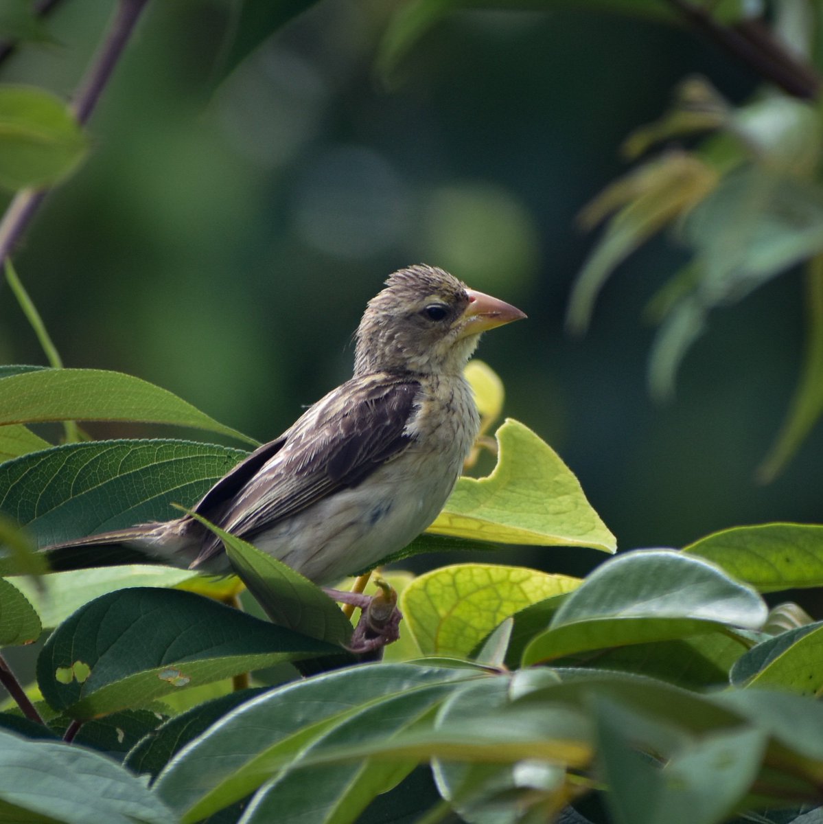 Baya weaver, Goa #IndiAves #birdwatching #birding #BirdsOfTwitter #ThephotoHour