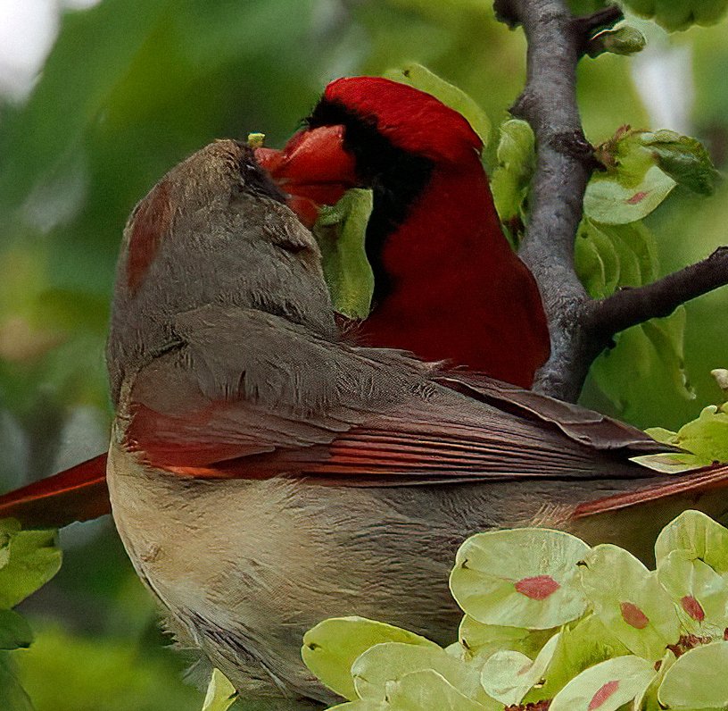 🎉🎉🎉#HappyMothersDay to all the moms out there! I was fortunate to spot this Northern Cardinal offering a delectable treat to his life-long mate in Central Park. 🥰🥰🥰#cardinals #centralpark #birdcpp