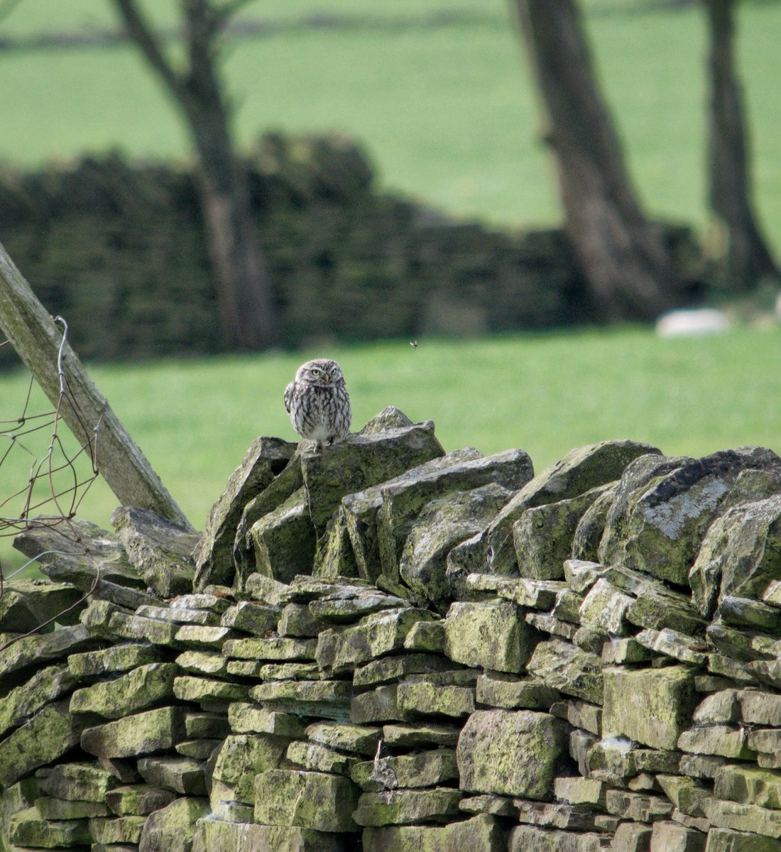 YorksLad5's tweet photo. A Pair of Little Owls eyeing up insects near Denby Dale. Great viewing on a pleasant morning! #TwitterNatureCommunity #TwitterNaturePhotography #birdwatching #birding #NaturePhotography #BirdsSeenIn2024 https://t.co/Y196N79wZV