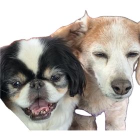 @luvmylittledogs @SaltyCracker9 Omg I love it!!!😍Here are two sassy old ladies I take care of.  The one on the right is a bit stoned don’t mind her😍.