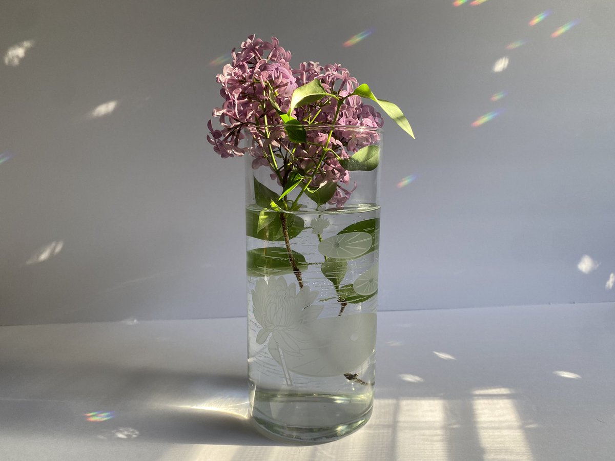 20240507 8:16am, Faint Prism Light Morning Study With Lilacs, Jacksonville, NY. Z.
#simplepleasures
#morninglight
#prismlight
#artishard
#stilllife
#motelz
#spring 
#may 
#lilacs 
#coincidentaltourist
#JoeZBigAdventure
#pondaroski
#joeziolkowski