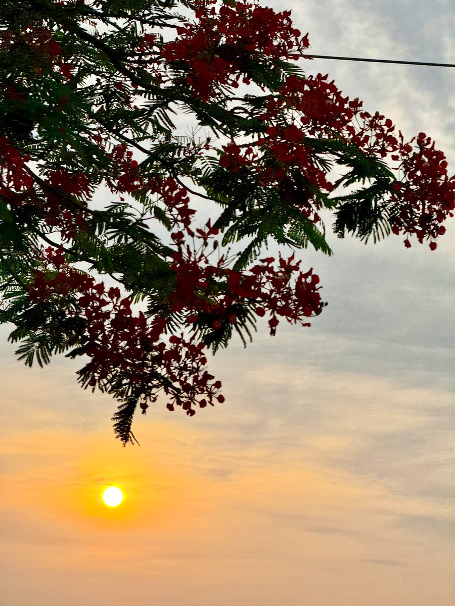 Home. There is no place like home. The sun rises over Abuja, Nigeria. An African Sunrise framed by a beautiful flamboyant tree - Delonix regia - thought of @Morakinyo1Tunde and had to capture this! Let’s plant more trees.
