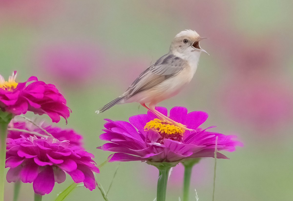 #黃頭扇尾鶯
#photography #pictureoftheday #picture #birds #birdphotography #nature #mothernature #animals #animalkingdom #naturephotography