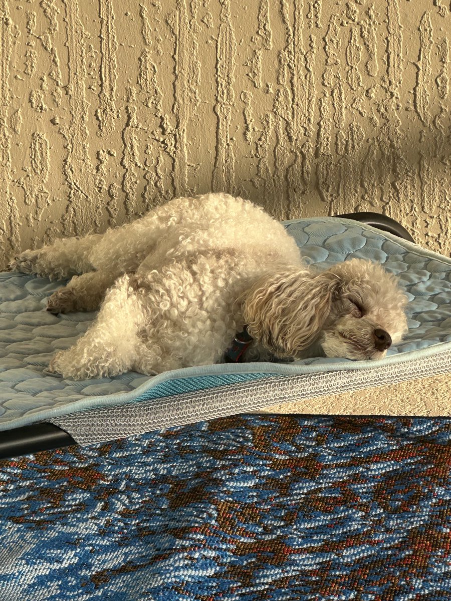 Brody the Wonderdog sleeping in on Sunday
