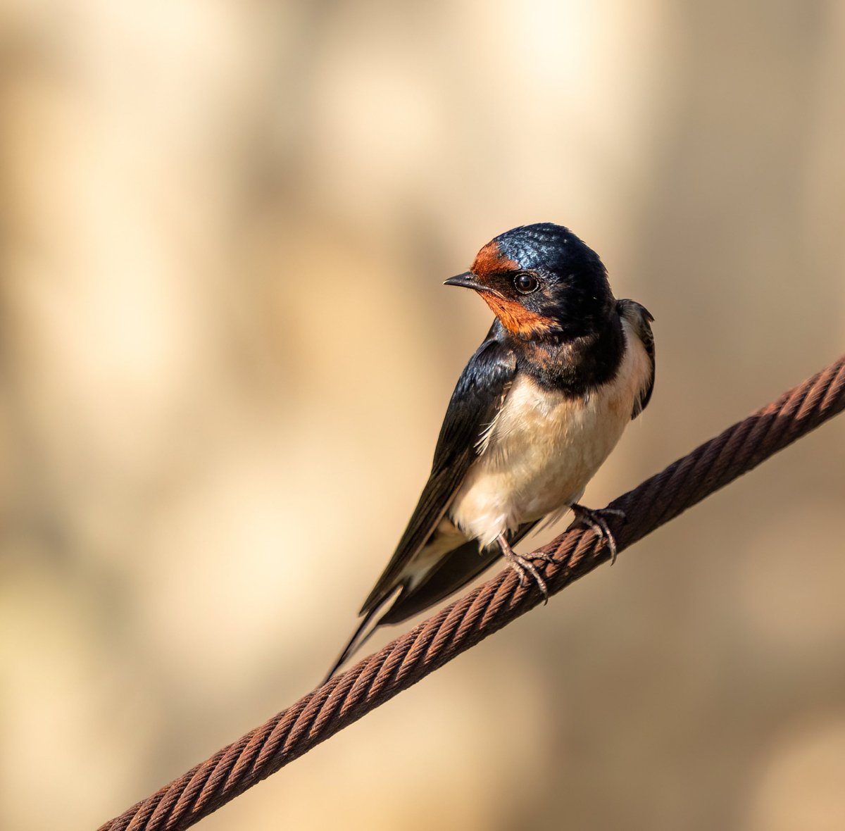 KIR KIRLANGICI
Barn Swallow 

#trakus #birding_photography #birdingantalya #nut_about_birds #kuş #bird #birdsonearth #barnswallow #barnswallows #swallow #swallowtattoo #swallows