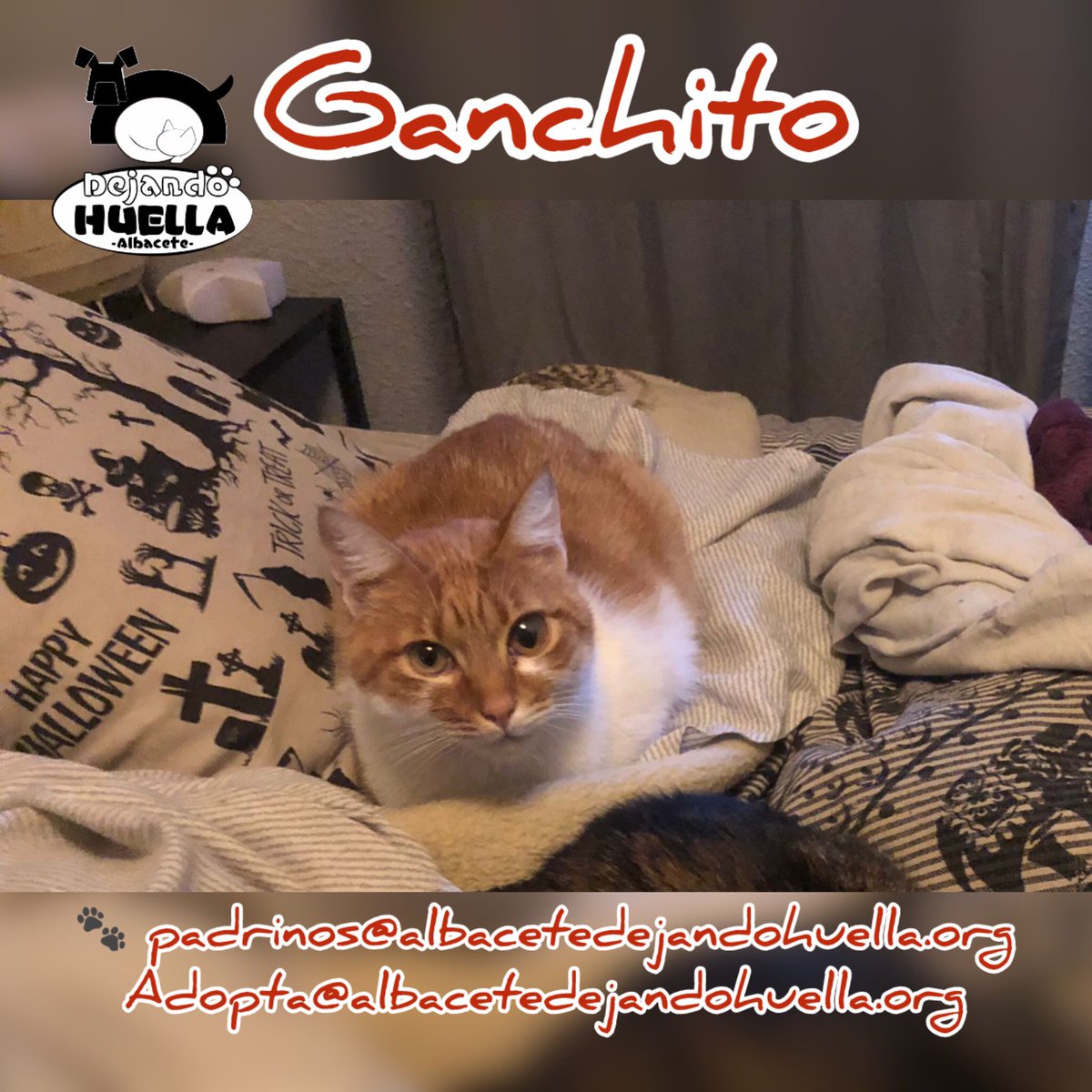 Ganchito lleva una vida de lo más entretenida. En su casa de acogida tiene que compartir sofá con sus hermanos de acogida y siempre están atentos al mejor lado del sofá. Ganchito es un gato muy cariñoso que lleva con nosotros muchos años.