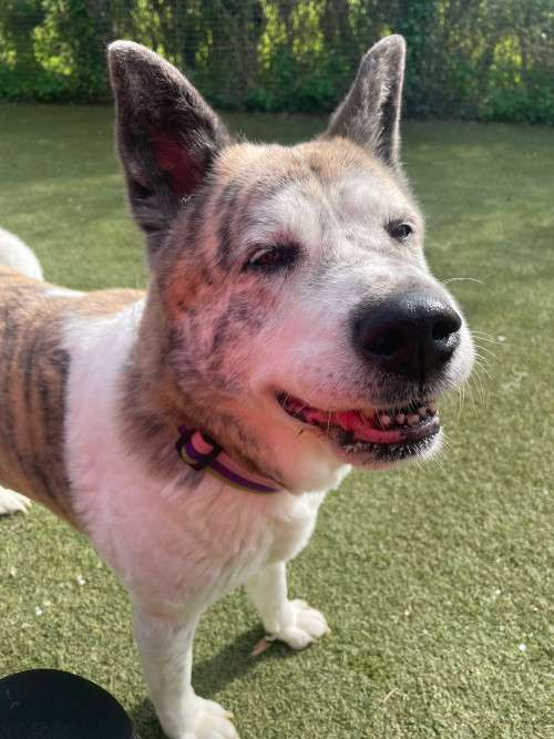 Please retweet to help Bella find a FOSTER OR FOREVER HOME #BRISTOL #UK  Sadly we are still desperately looking for a foster home to get sweet Bella out of kennels 💔It’s a huge change for any dog used to a home environment let alone when you are nearly 12 years old. Bella loves