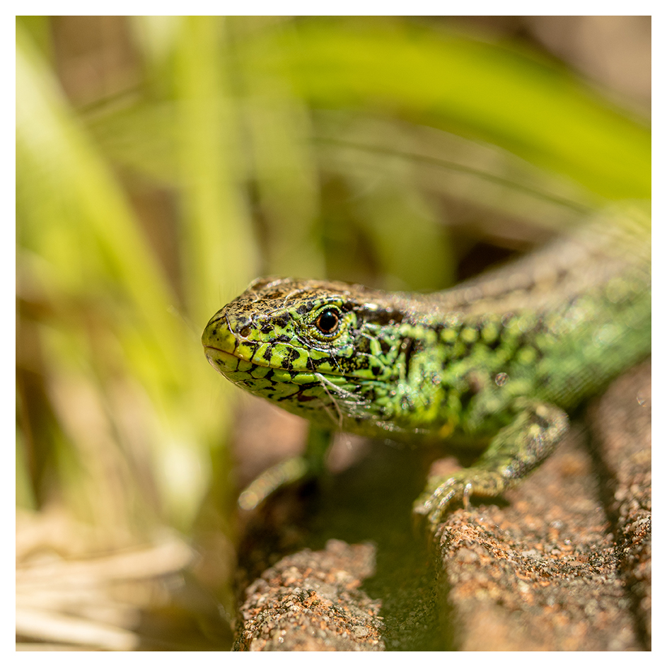 One of the Sand Lizards I met this morning.