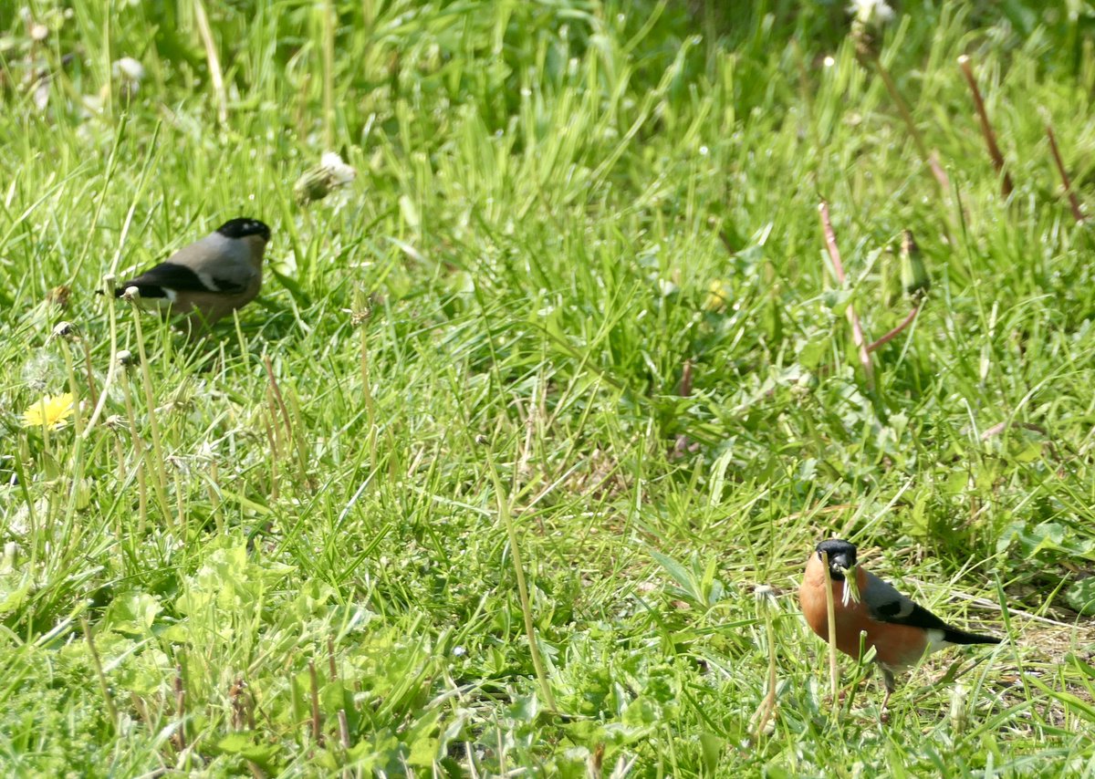 Bullfinches enjoying Dandelion for breakfast on my unkept lawn. Nice to see the benefits of leaving the Dandelions to bloom & seed. @DandelionAppre1