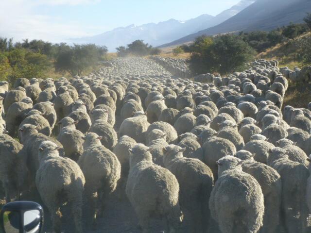 Naive natives going to vote DA