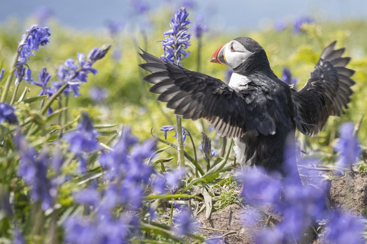 Puffins in the bluebells! Such a beautiful sight 

#animal #wildlifephotography #puffin #BirdsOfTwitter #bluebell