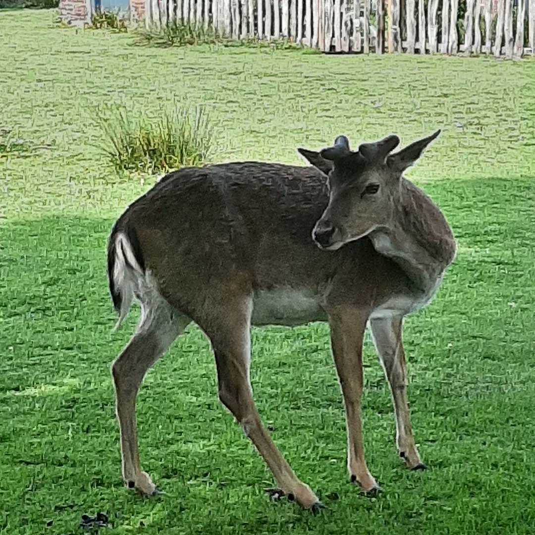 Been to one of our favourite places today @nationaltrust  Dunham Massey, such a lovely relaxing atmosphere.
🦌🦌🦌🦌🦌🦌🦌🦌🦌🦌🦌
#bookmarkquinn #deer #dunhammassey #nationaltrust #wildlife #walking #relaxing