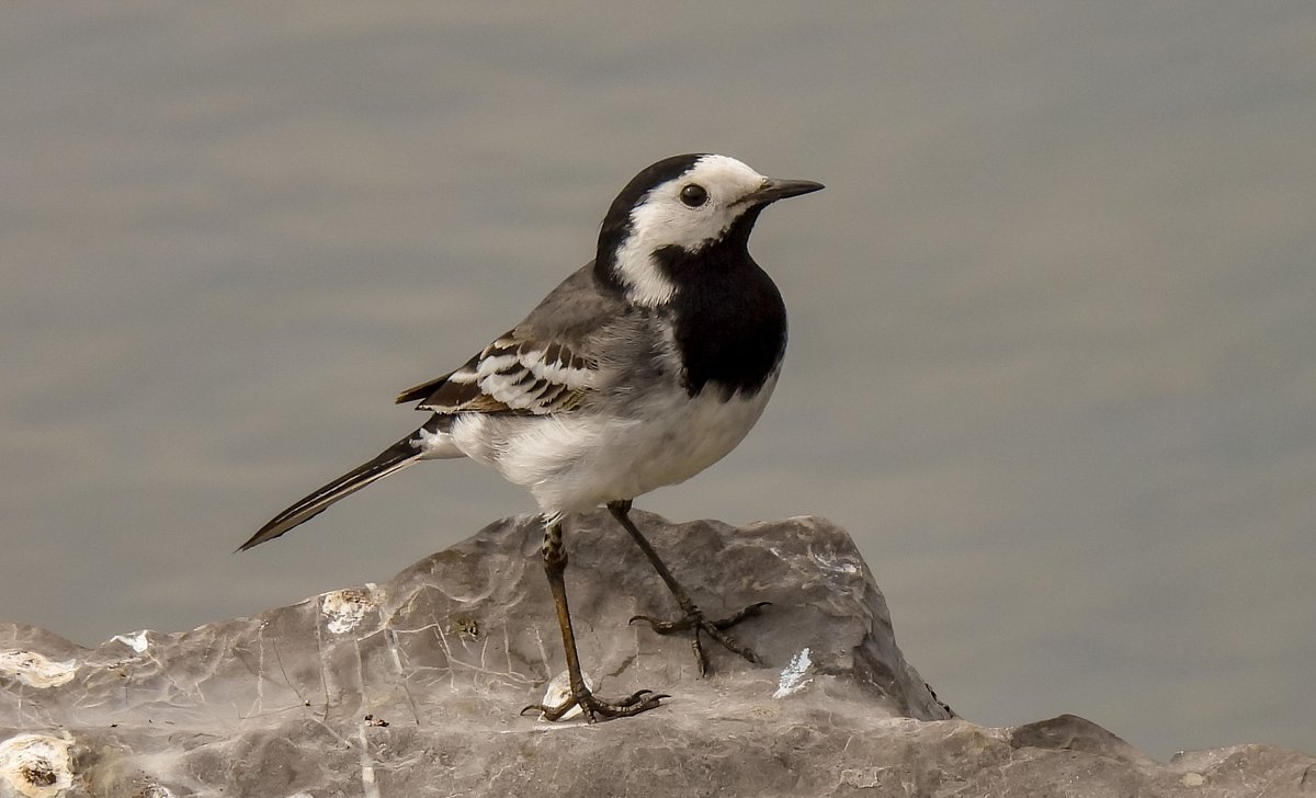 Pristine conditioned Pied Wagtail.
