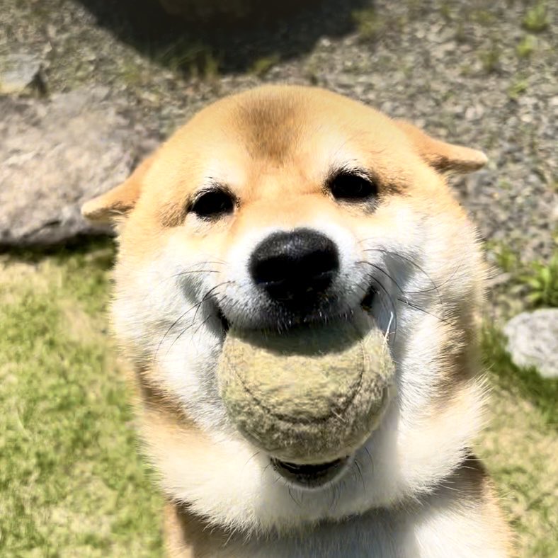 ボール投げが大好きすぎる、あざらし犬🎾
#柴犬　#柴犬のいる暮らし