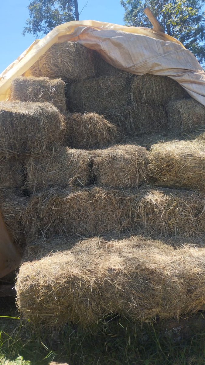 Nani ako ksh 270 bob achukue hii 150 bales of hay located in Mosoriot (kapngetich) dairy farmers ✅✅