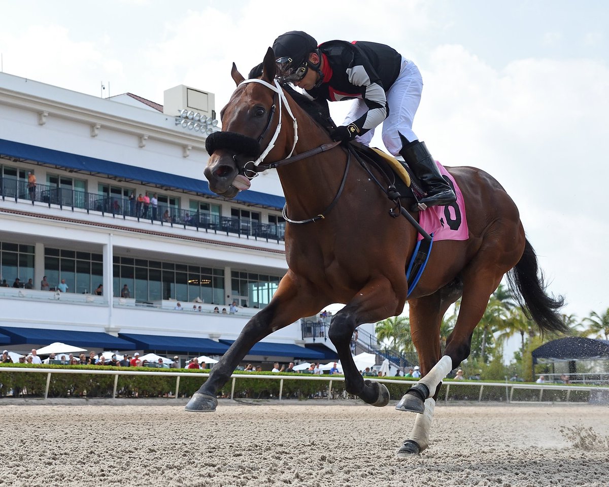 #12May Big City Jockey: Sonny Leon Trainer: Jose Francisco D’Angelo Owner: Tom R Durant Maiden Special Weight $60,000 • Dirt 9️⃣th victory for Jose Francisco D’Angelo #GulfstreamPark #RoyalPalmMeet Saturday, May 11, 2024 #TeamDangelo 📸 @coglianesephoto / Lauren King /