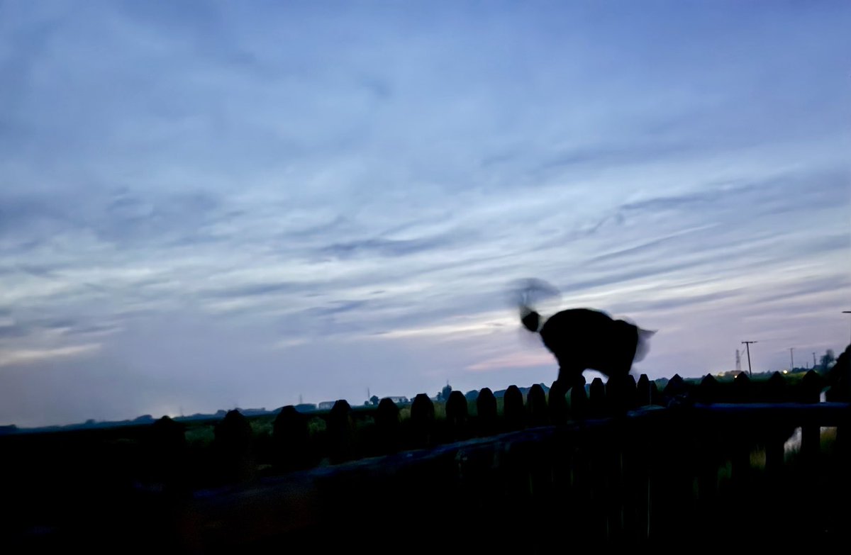 Spook on top of the fence last night - all hoping to see the Aurora Borealis which was a no show. Trying again tonight as there’s a possibilty. 🤞