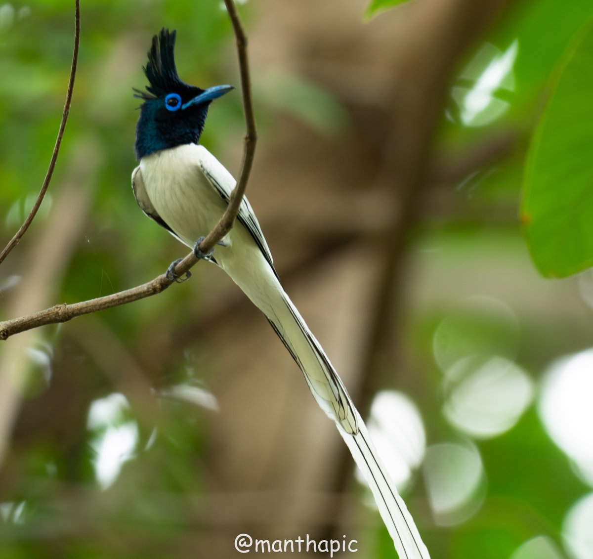 just a visual delight!! never enough of watching this amazing bird . truly a bird of paradise
#IndiAves #BirdsOfTwitter #birdsofparadise #NaturePhotography #NatureBeauty