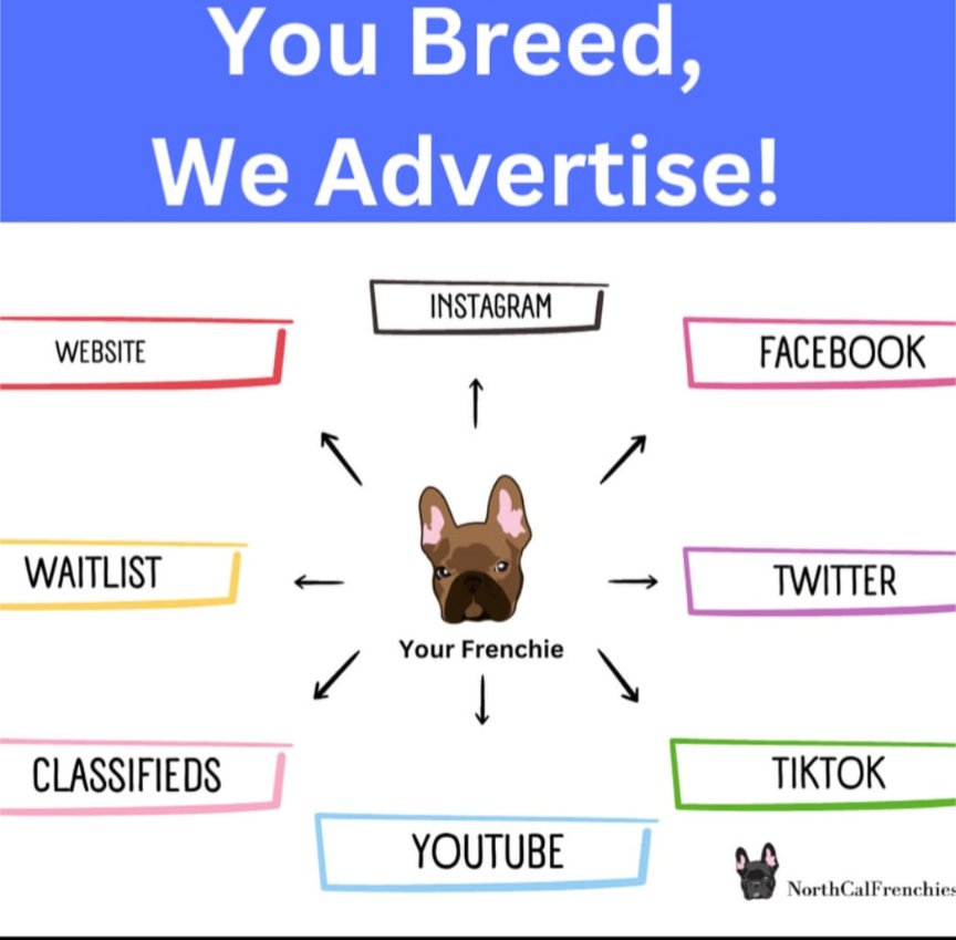 notoriousfrench's tweet photo. You breed, and we will advertise for you! Don't miss the opportunity! For more details DM
#frenchiebreeder #frenchielovers #frenchiememe #dogmemes https://t.co/Op8KLADmaL