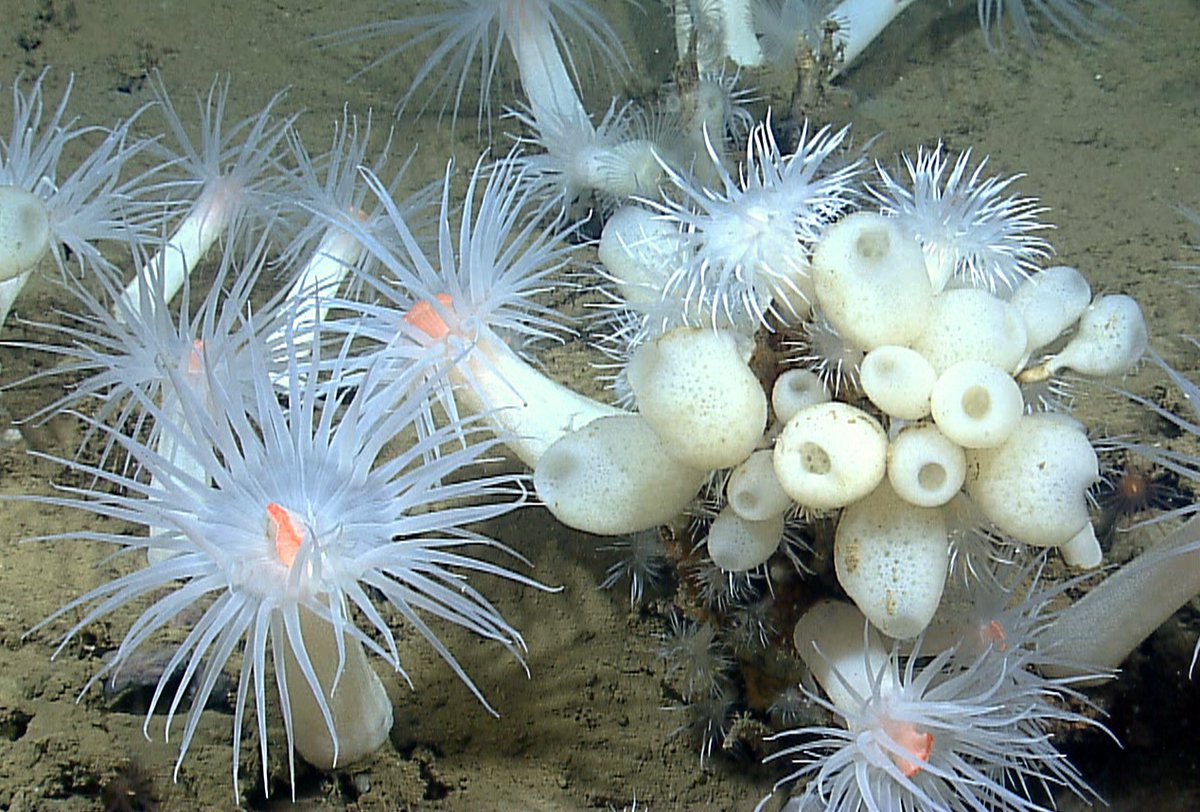 😳 Did you remember to get flowers for Mother's Day?! 💐🪸 Share this deep-sea bouquet with the ocean-loving lady in your life, and she'll know you care! 📸: deep-sea anemone, coral, lollipop glass sponges ©WHOI