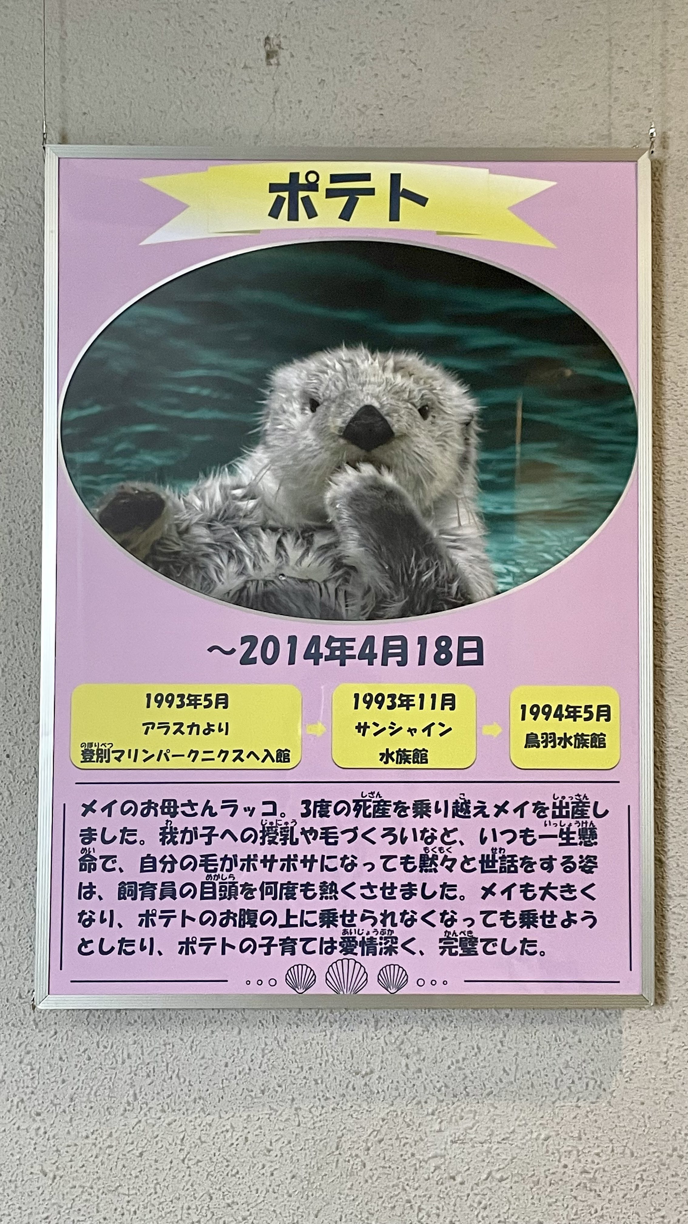 p*読様 【激レア】鳥羽水族館　コレクションカード　メイ　ポテト　ラッコ　赤ちゃ 鳥羽水族館のコレクションカード、レアカードの裏面が尊くてもう