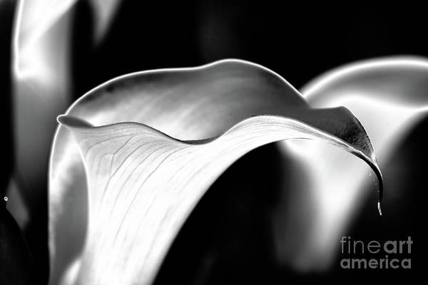 Calla Lilies: fineartamerica.com/featured/bw-ca… #flowers #nature #photography #buyintoart