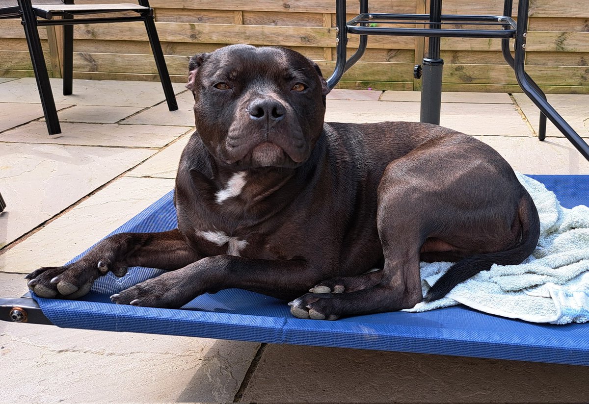 #chilling #summer #sunshine #staffie #pup #sundayvibes #staffordshirebullterrier @IStaffies @Rosie5278 @Staffie_Lovers @JulesAllenxx