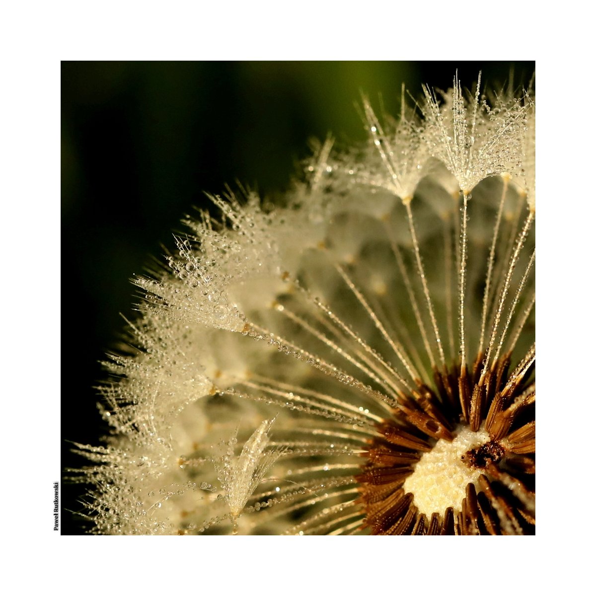 Ćwierć / Quarter #NatureforSunday #dew #dandelion #macro #ThePhotoHour