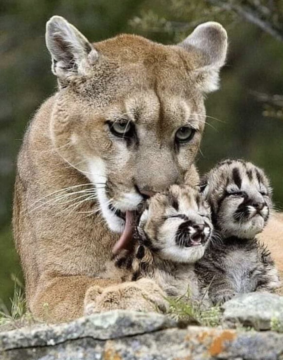 A very Happy Mother’s Day to all of our Averett Cougar Moms!