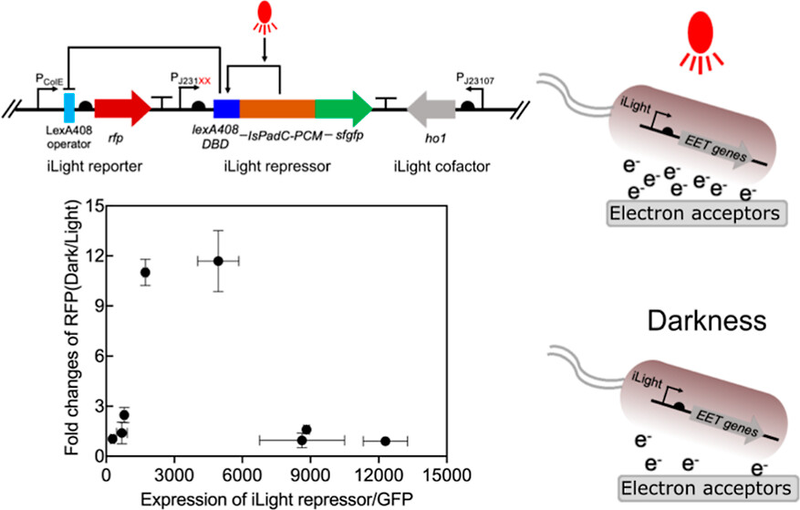 Our #WeekendReading suggestion today was a collaboration between @UCLA and @UMNews Check out this awesome work by Zhao et al. ➡️ go.acs.org/9j6 Red-Light-Induced Genetic System for Control of Extracellular Electron Transfer