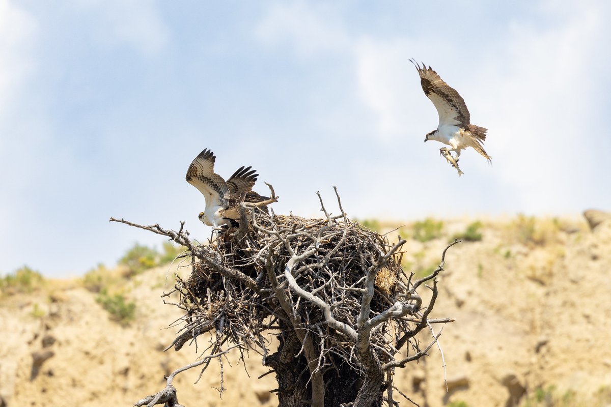 Between flying and hovering, an osprey scans for fish in the water below. Once a fish is located, the osprey dives and plunges into the water. If successful, the bird returns to a perch to enjoy its well-earned meal.
