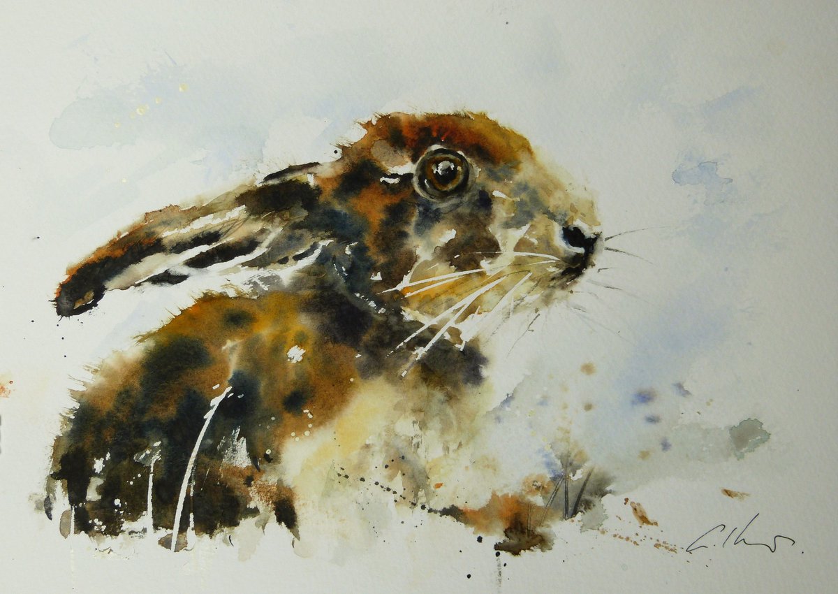 Young Hare, watercolour. 
#watercolour #art
