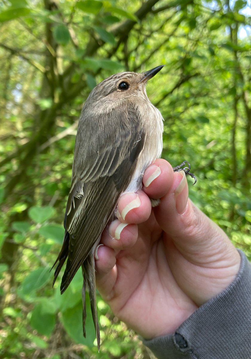 An absolute treat on this morning’s CES ringing session for @FlamboroughBird A Spotted Flycatcher, first one ringed in the spring for a good number of years.