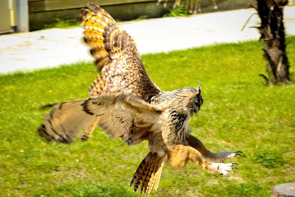 For #SundaySharing : please QP / share your #PhotooftheWeek.

Mine is this Eurasian Eagle-Owl in action 🦉 shot yesterday in the local zoo