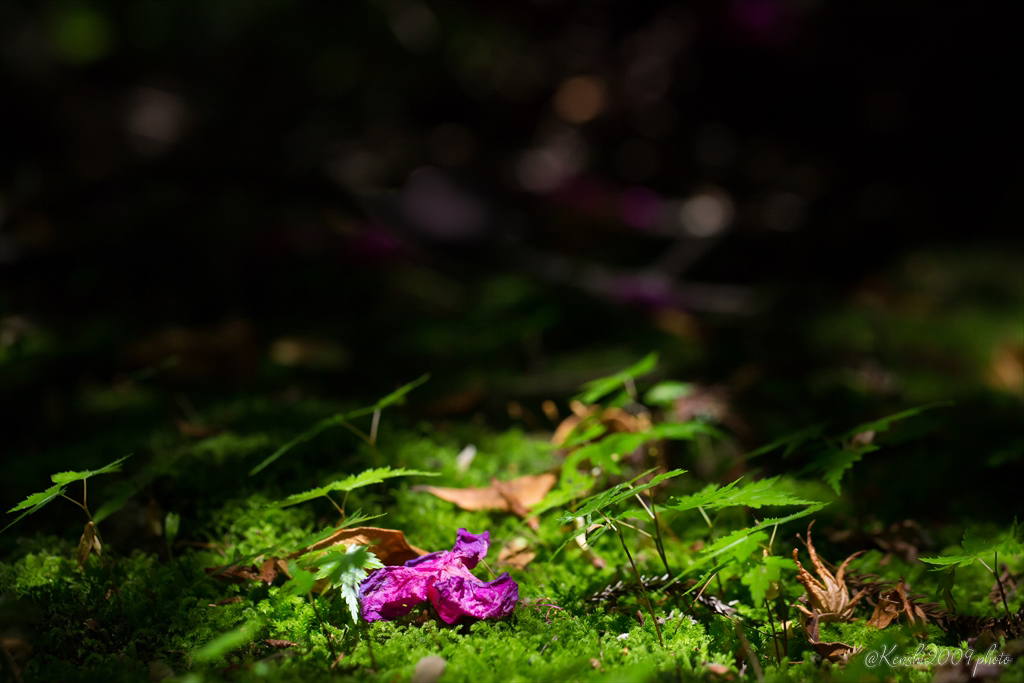 スポットライトのような日向にポツンと落ちた花🌸
美しい自然の演出。

#写真好きな人と繋がりたい #EOSR6 #カメラ好きな人と繋がりたい #東京カメラ部 #ファインダー越しの私の世界 #キリトリセカイ #スナップ写真