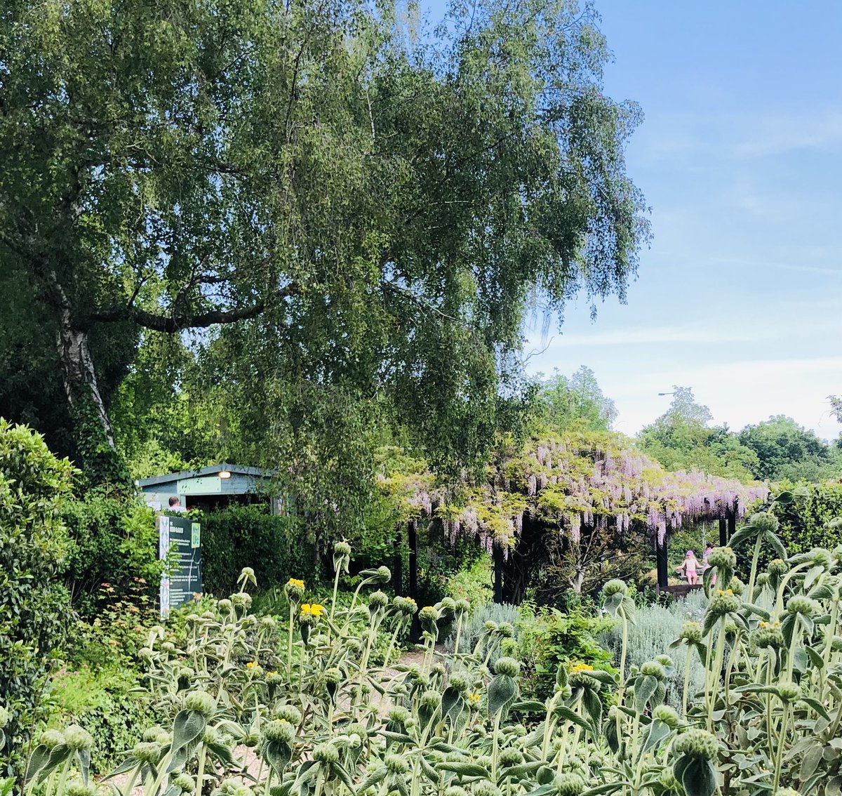 No mow May at Kent Life #wildlife #bbcradiokent #visitmaidstone