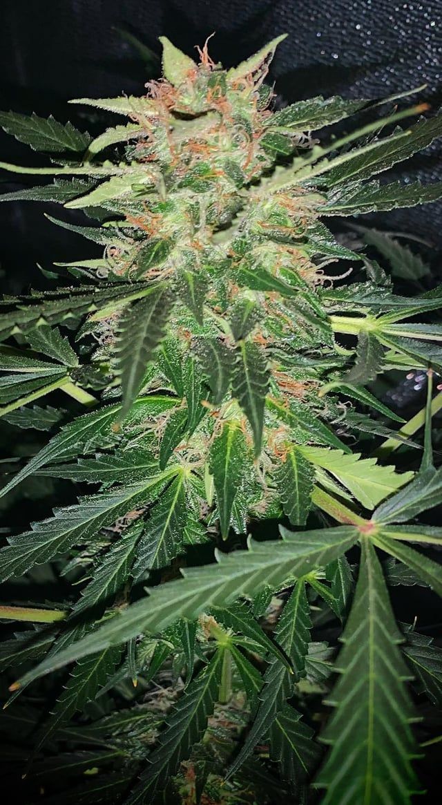 Posted by
u/themangofox
🌿 #GrowYourOwn #BlueDream #CanaKush 🌿

I’m dying of impatience. Blue Dream Auto day 60