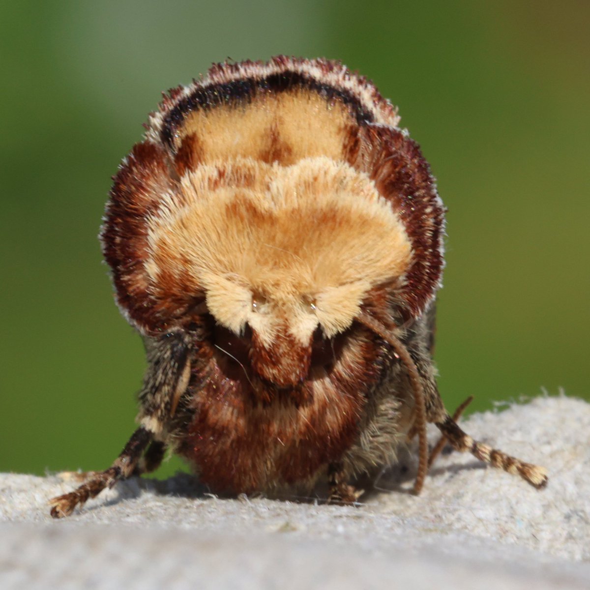 HenryStanier's tweet photo. My other 'favourite' in the #garden today is a #BuffTip. A #camouflage master, this #moth sits tight and mimics a broken birch tree twig. The brown edging around the head and buff centre is amazing, as is the mottled silver colour of the wings. https://t.co/18gRHs2nc0 https://t.co/NUVRdt4hCO