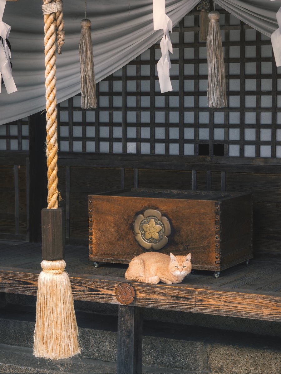 幸せを呼ぶ猫神様のいる神社.