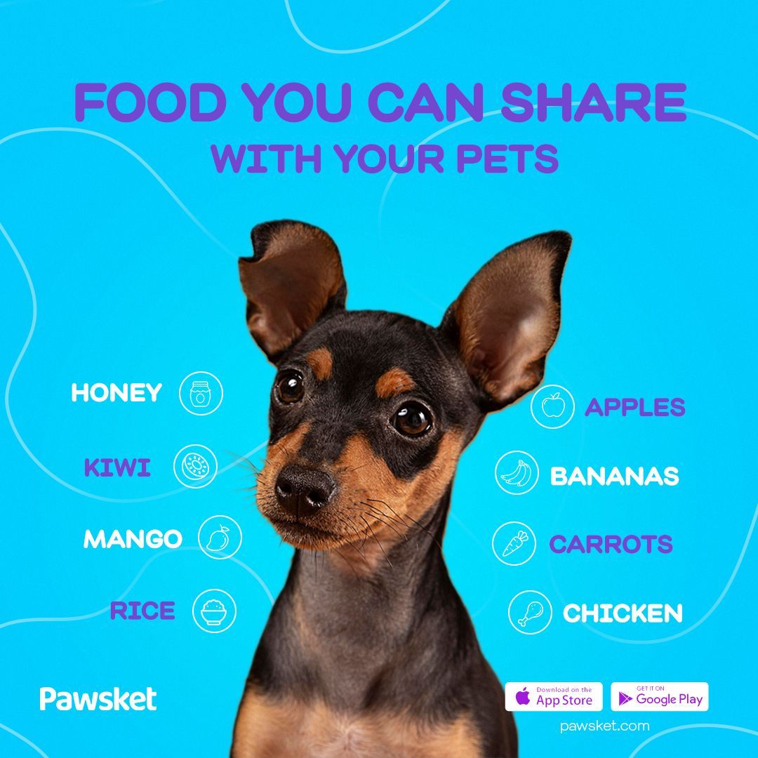 Sharing is caring too🥭 🍌 🍎 🥕 🍗 🍚 🥝 share them with your pets and don’t worry 😉 giving them food is an act of love too❤️🥰

 #petparents #dogs #petparent #doglovers  #dogsofegypt #dogsofinstagram #dogloverstagram #pets #petsupplies #puppies #petsupplies #funnydogs