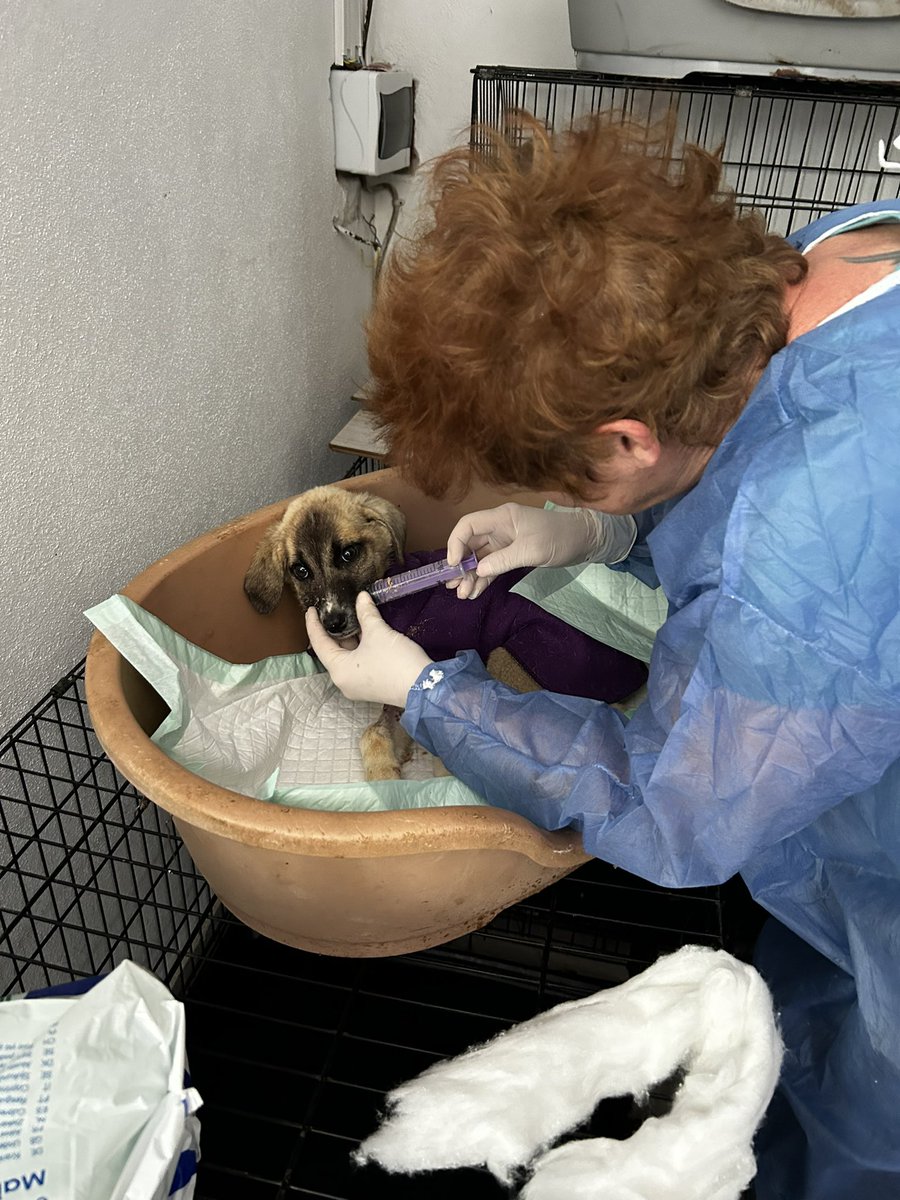 Wir haben einige Welpen, die sehr krank sind. 2 mit Parvo, von denen leider einer letzte Nacht gestorben ist und 2, die wegen vielen Parasiten stark geschwächt sind. Auch der Weiße hat es leider nicht geschafft 😢