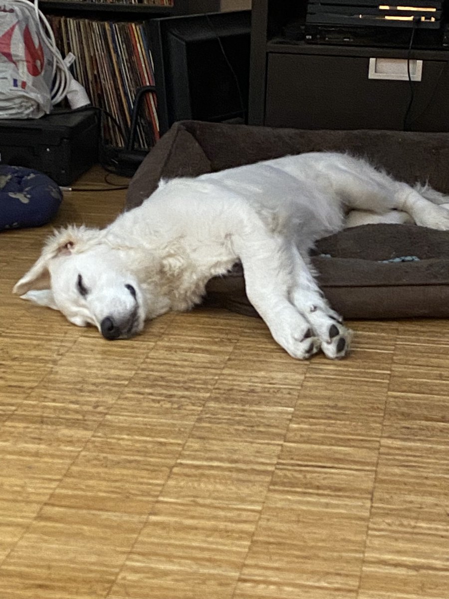 Pour l’instant la mienne dort mais je crains le pire au réveil ! 😀👍🐶