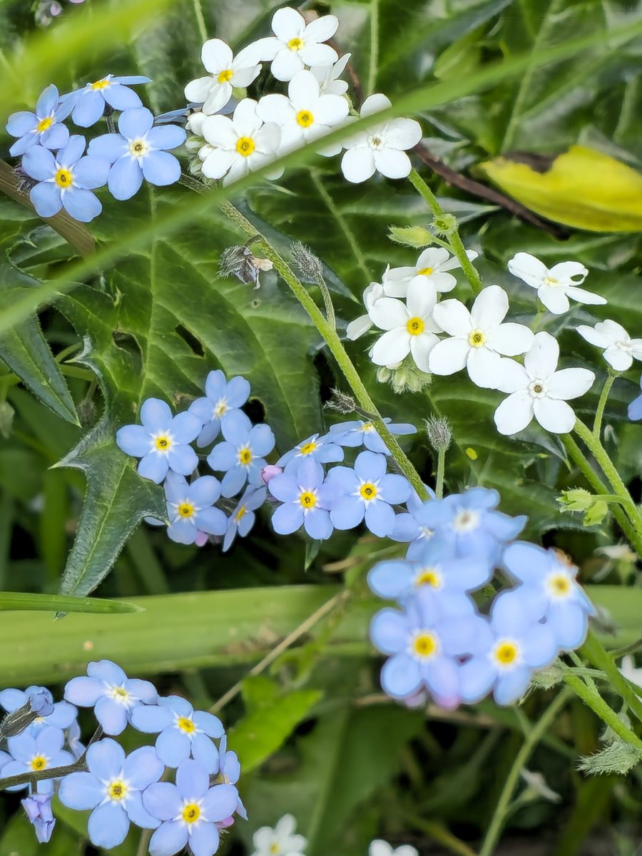 Please dont forget M.E. #ExposeMENow #ExposeLongCovidNow [ID: a close up of blur and white forget-me-not flowers from the garden]