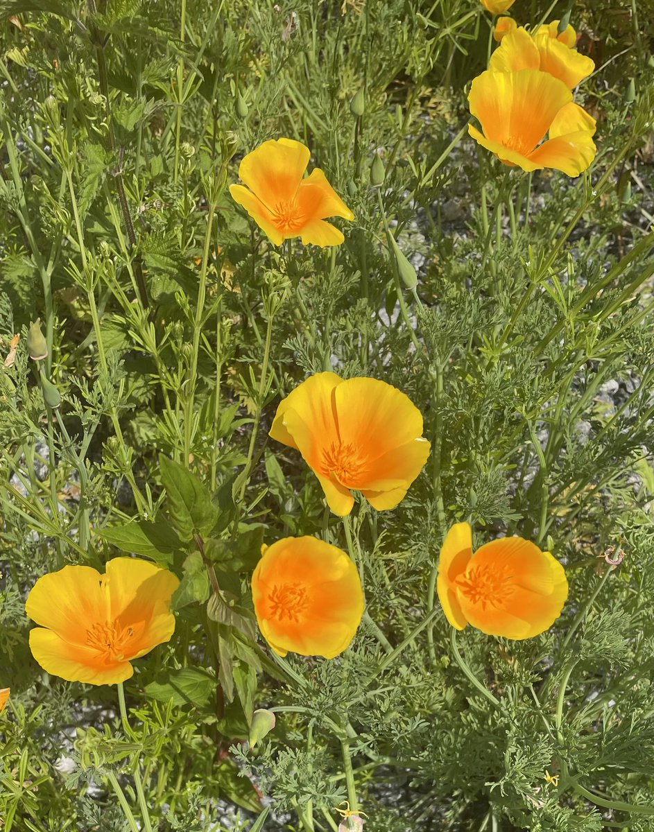 California poppies @kewgardens this morning